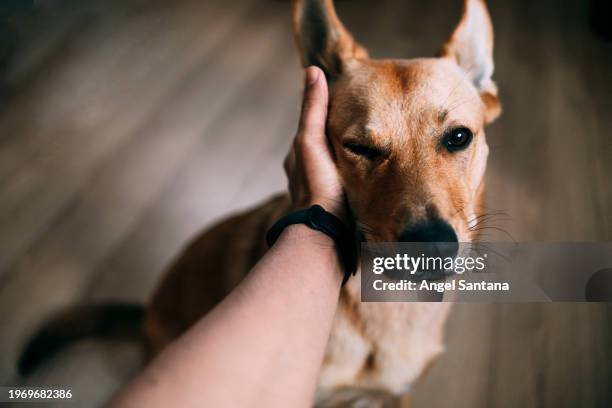 person petting a content brown dog - mani incrocio foto e immagini stock