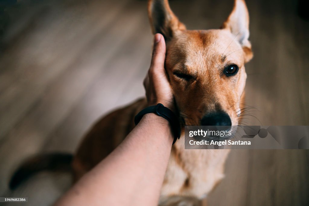 Person Petting a Content Brown Dog
