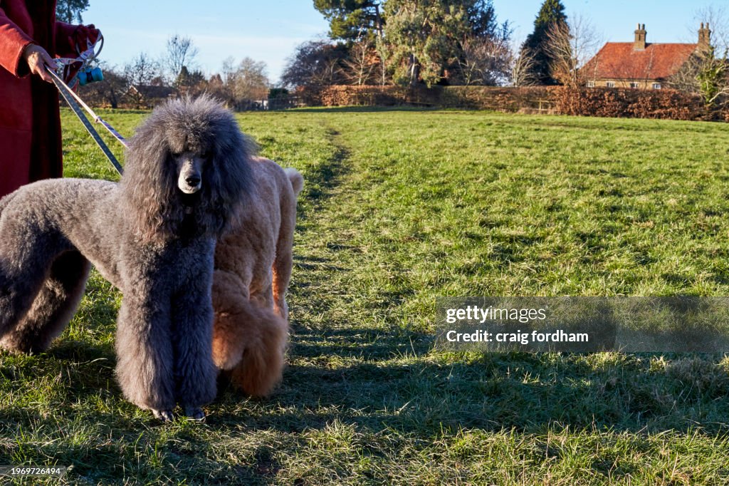 Poodle