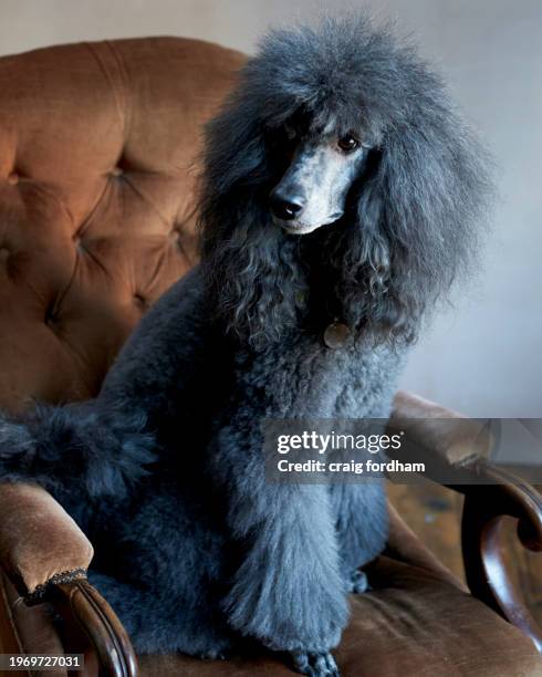 poodle - quirky couple stock pictures, royalty-free photos & images