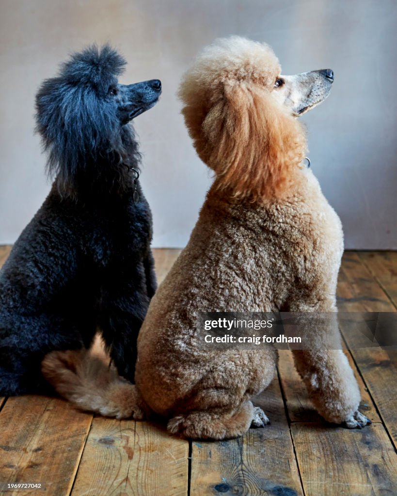 Poodle