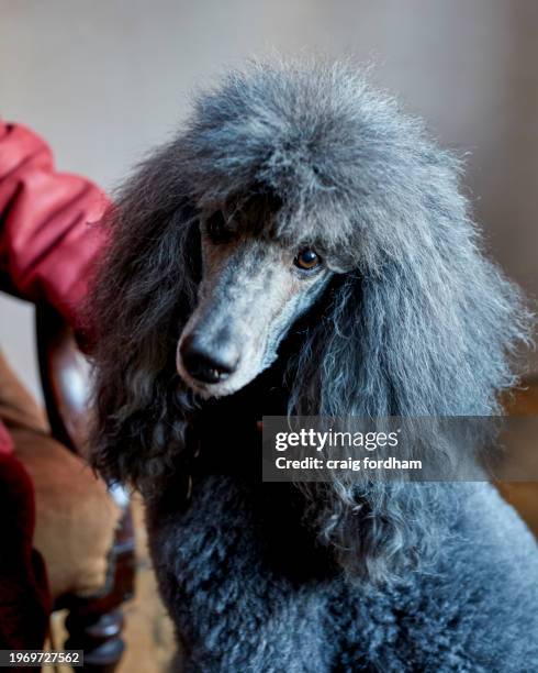 poodle - quirky couple stock pictures, royalty-free photos & images