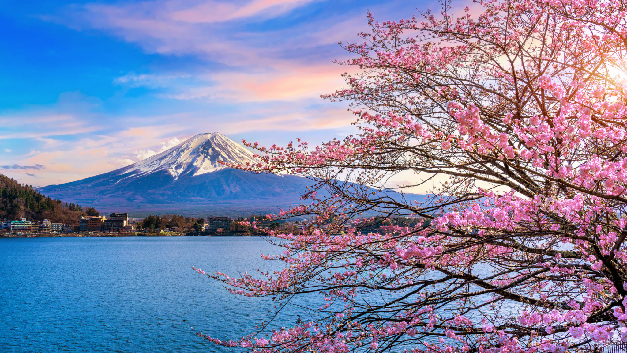 cherry blossoms