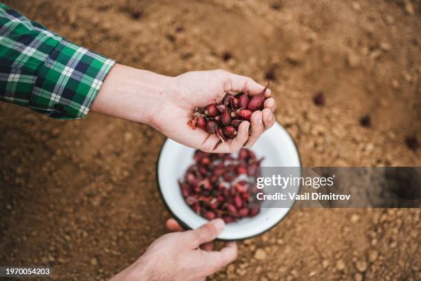 farmer planting little red onions in the soil. agriculture concept. - hands red soil stock pictures, royalty-free photos & images
