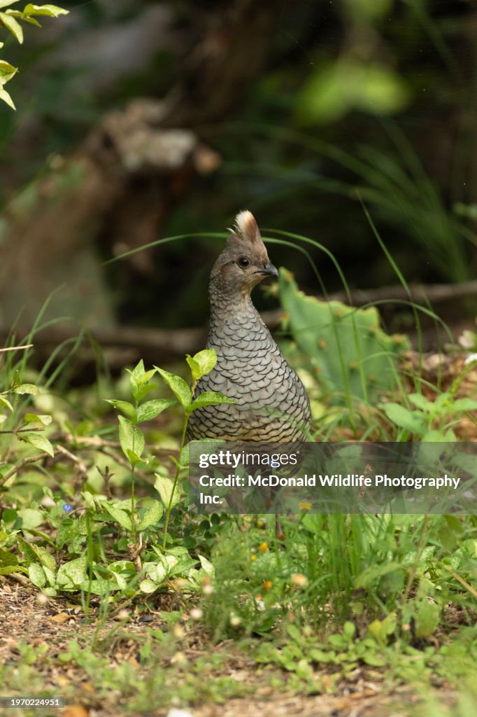 Scaled Quail