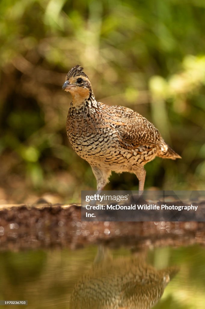 Scaled Quail