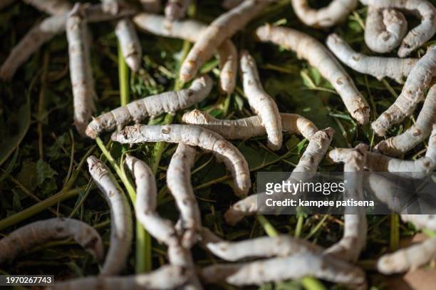 close-up of silkworm on green leaves. cocoon and silk thread. - spinning wool stock pictures, royalty-free photos & images