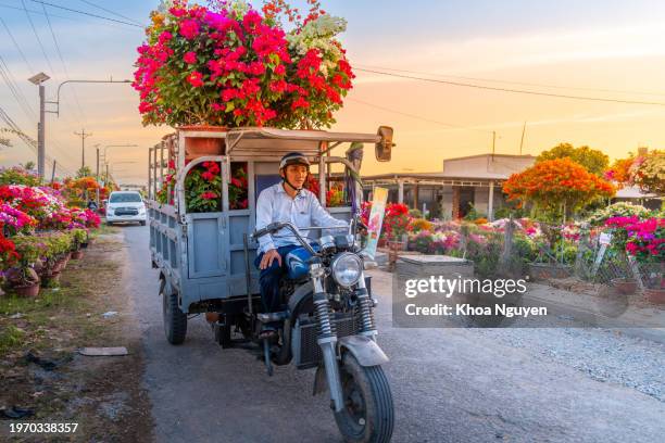 people selling bougainvillea flowers in cho lach flower garden in ben tre, vietnam. preparing transport flowers to the market for sale in tet holiday. the gardens are tourist destination - tet stock-fotos und bilder