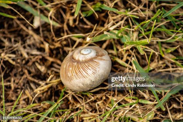 seashell - water whorl grass stock pictures, royalty-free photos & images