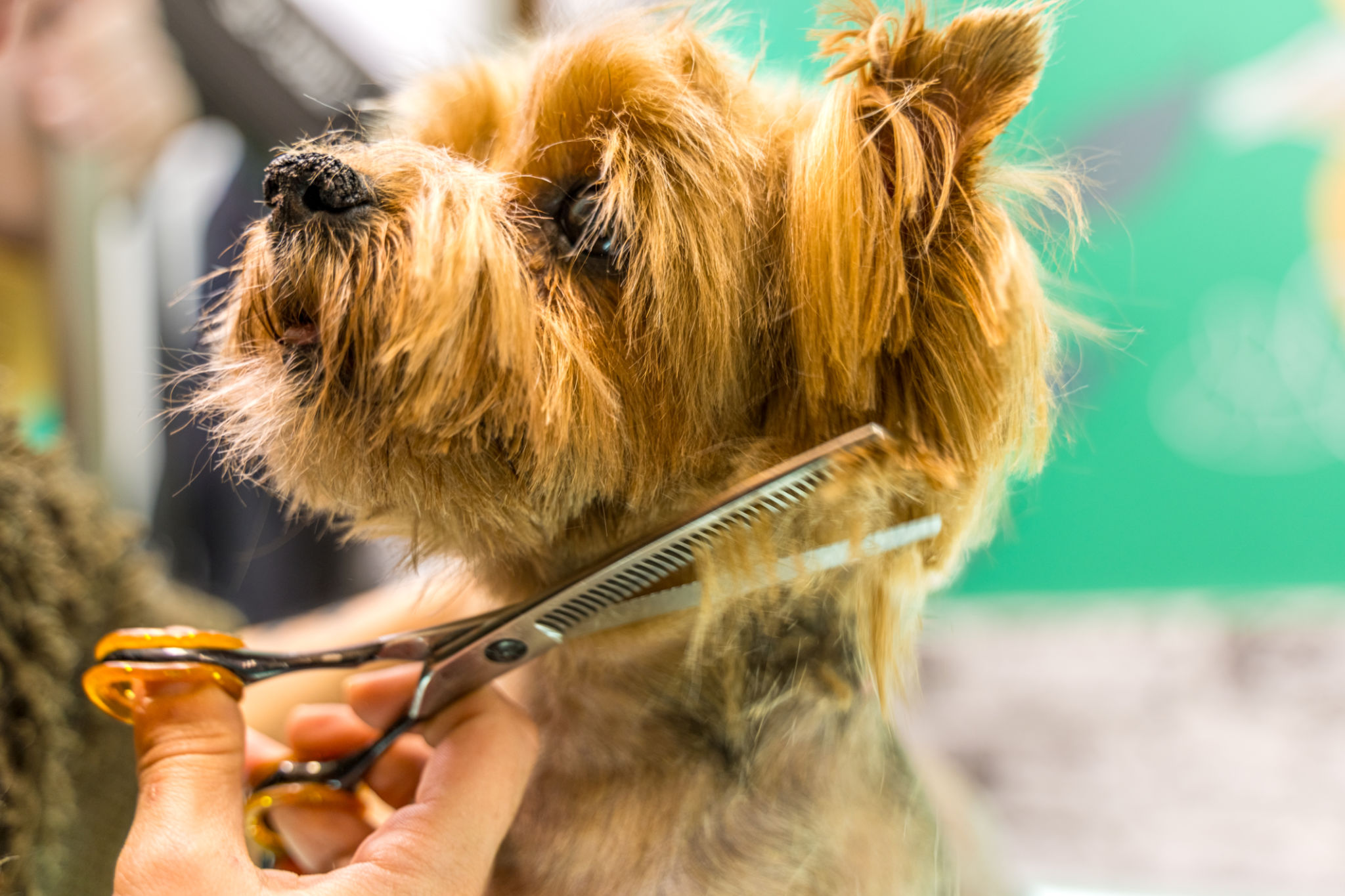 dog grooming