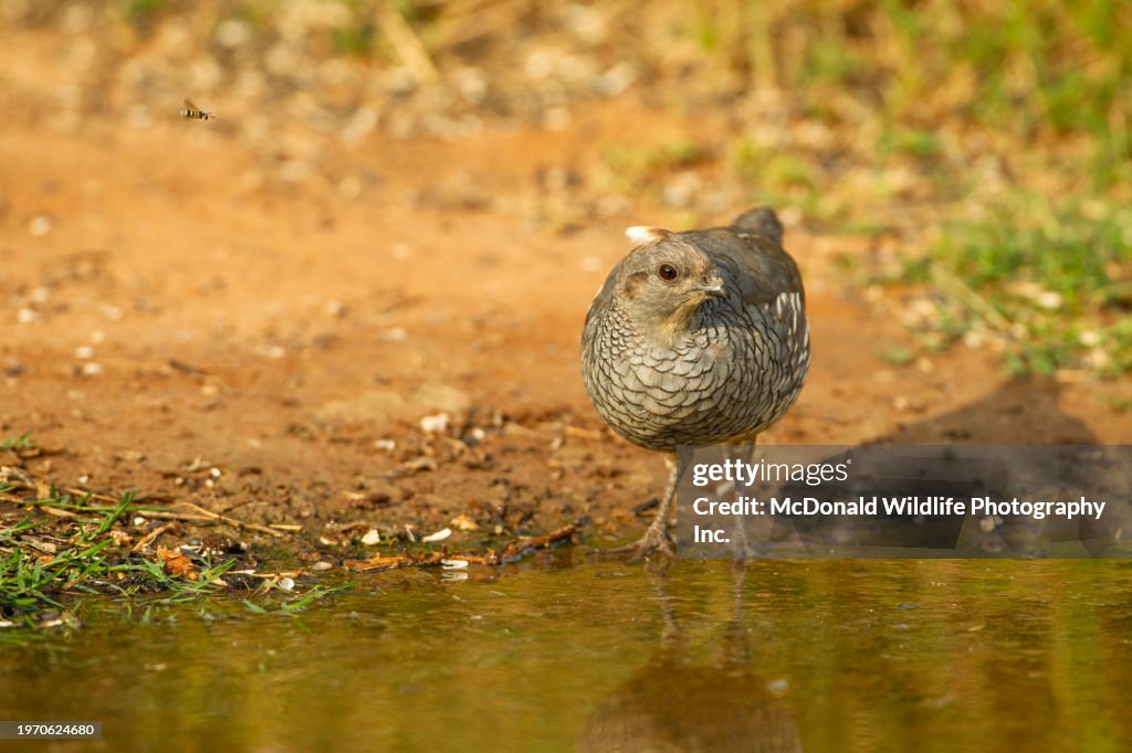 Scaled Quail