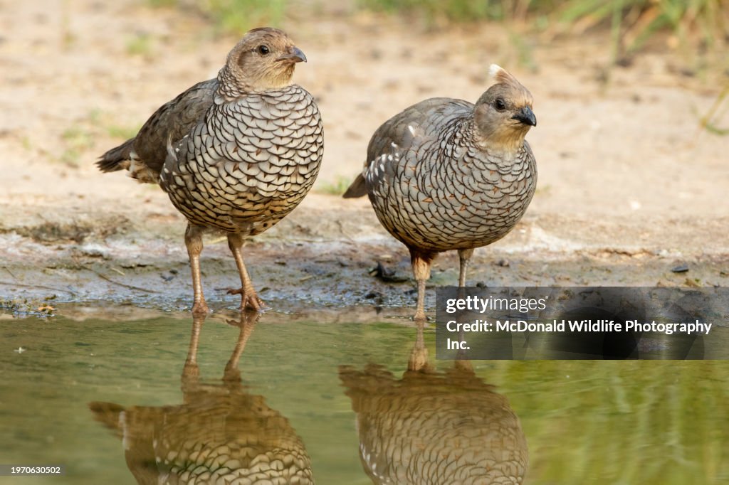 Scaled Quail