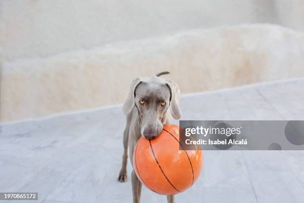 playful weimaraner holding orange basketball outdoors - hund nicht mensch stock-fotos und bilder