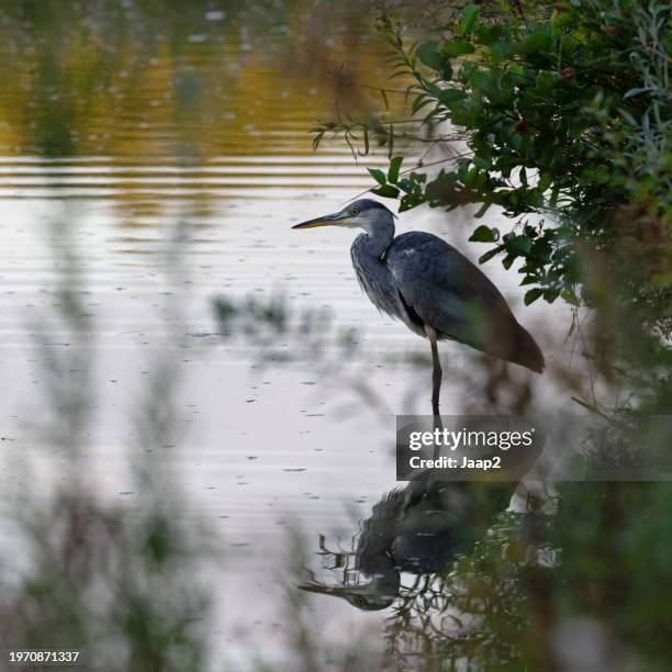 grey heron looking out over a lake at dawn - grey heron stock pictures, royalty-free photos & images