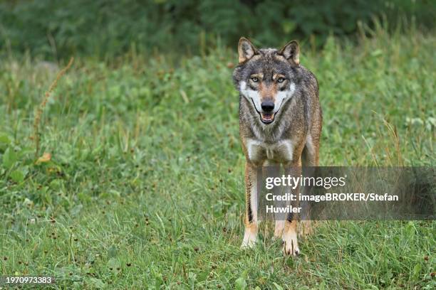 european gray wolf (canis lupus lupus), standing on a meadow, captive, switzerland, europe - canis lupus lupus stock pictures, royalty-free photos & images