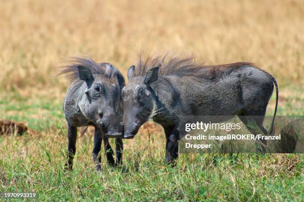 Copulating Hogs 14 Mating Pigs Stock Photos, High-Res Pictures, and Images - Getty Images