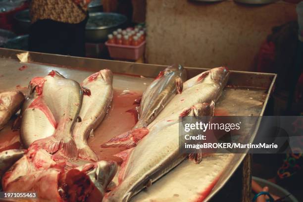 pangas catfish or pangasius pangasius sold in the traditional local samaki market in kampot, cambodia, asia - siluridae stock pictures, royalty-free photos & images