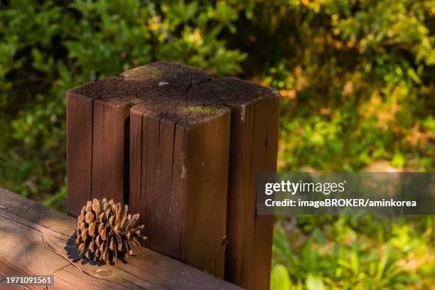 pine cone on wooden fence railing in public park with blurred background, south korea, south korea, asia - pinetree garden seeds stock pictures, royalty-free photos & images
