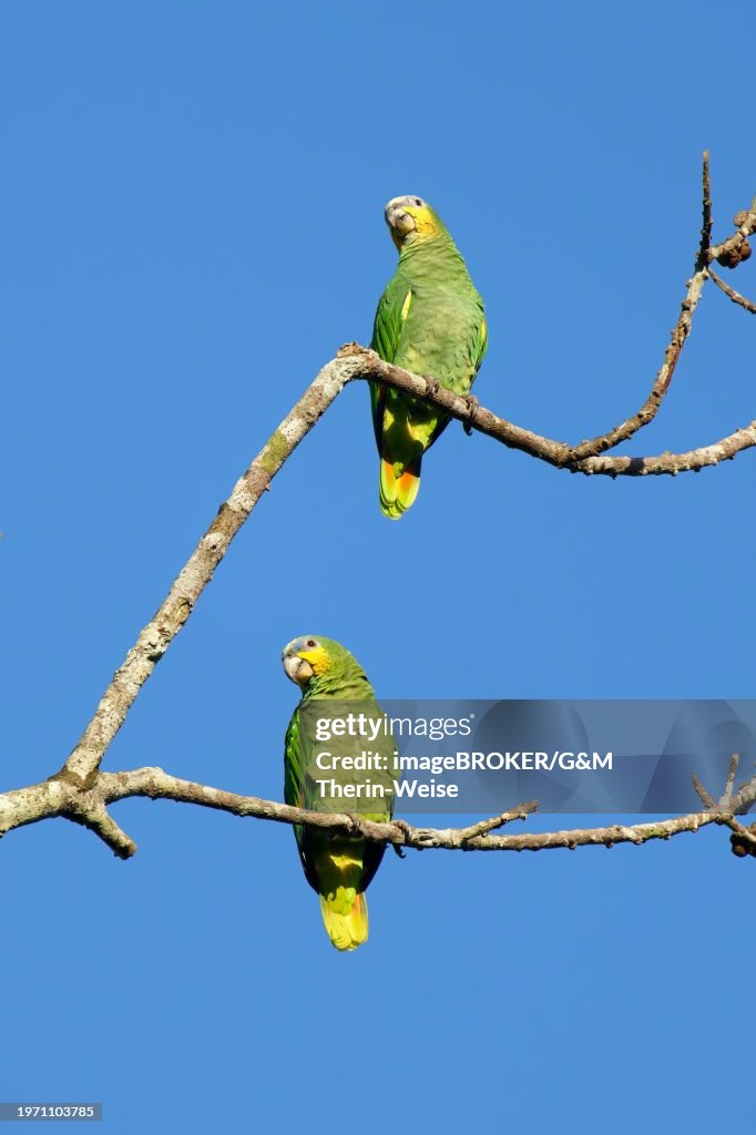 Orange winged parrot, Amazona amazonica amazonica, Amazon Basin, Brazil, South America