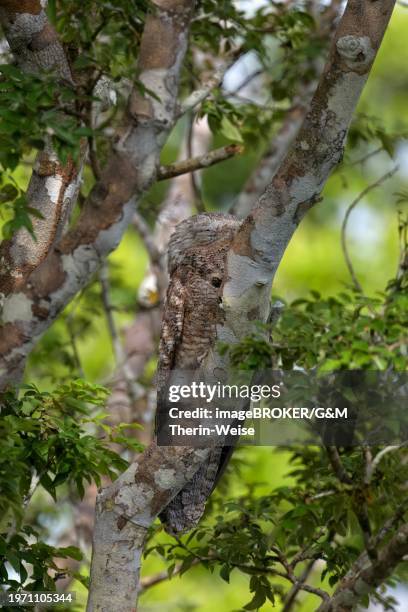 great potoo, nyctibius grandis, amazon basin, brazil, south america - great potoo nyctibius grandis stock pictures, royalty-free photos & images