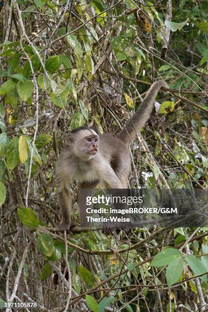 white fronted capuchin, cebus albifrons, amazon basin, brazil, south america - cebus albifrons stock pictures, royalty-free photos & images