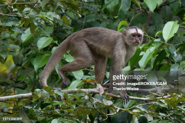 white fronted capuchin, cebus albifrons, amazon basin, brazil, south america - cebus albifrons stock pictures, royalty-free photos & images
