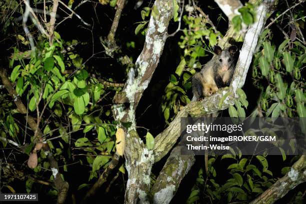 commun opossum, didelphis marsupialis marsupialis, amazon basin, brazil, south america - ミナミオポッサム ストックフォトと画像