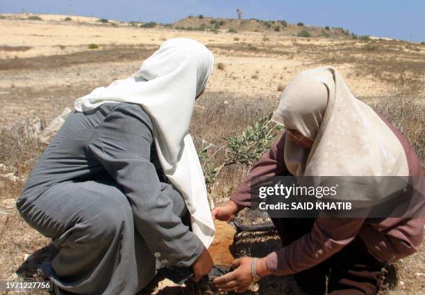 Palestinian women plant trees in Rafah, Gaza Strip, 11 August 2005 in front of the Israeli settlement of Rafa Yam. The operation to uproot the 8,000...