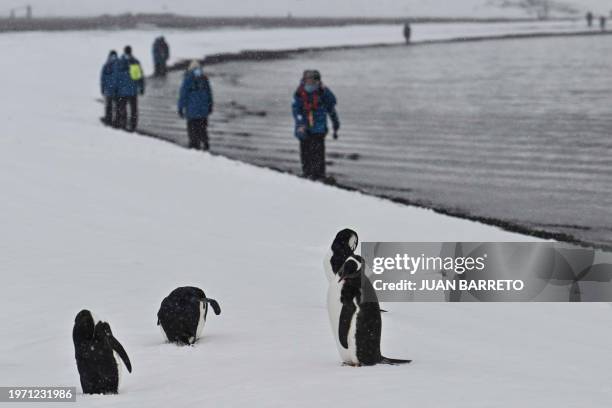 Tourists walk close to chinstrap penguins as they visit Deception Island, in the western Antarctic Peninsula, on January 24, 2024. Could a...