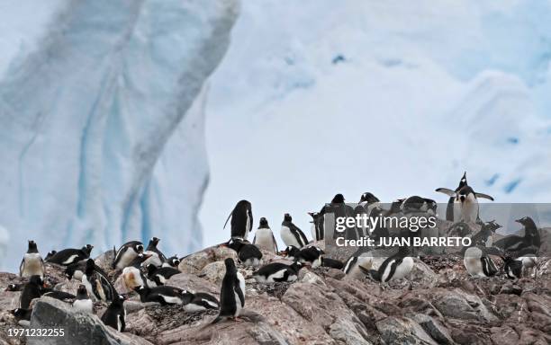 View of gentoo penguins at the Paradise Bay in the Gerlache Strait -which separates the Palmer Archipelago from the Antarctic Peninsula, on January...
