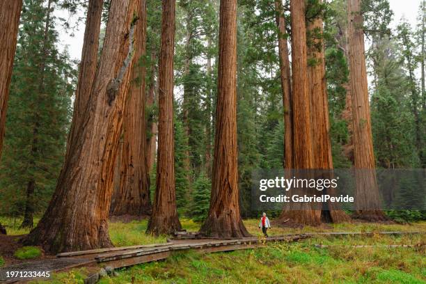 frau wandert mit riesenmammutbaum - yosemite stock-fotos und bilder