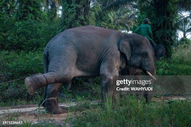 This picture taken on January 31 shows members of the Riau Natural Resources Conservation Center using trained elephants to evacuate a captured wild...