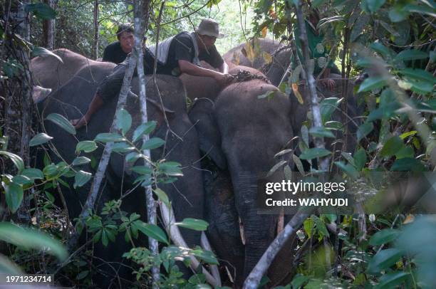 This picture taken on January 27 shows members of the Riau Natural Resources Conservation Center on trained elephants trying to capture a wild male...