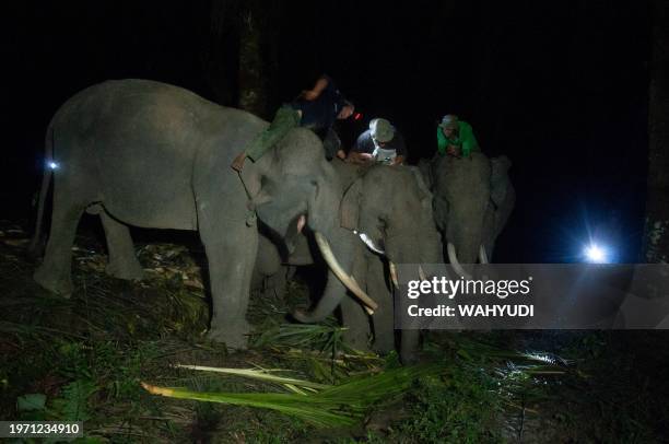 This picture taken on January 30 shows members of the Riau Natural Resources Conservation Center on trained elephants trying to capture a wild male...