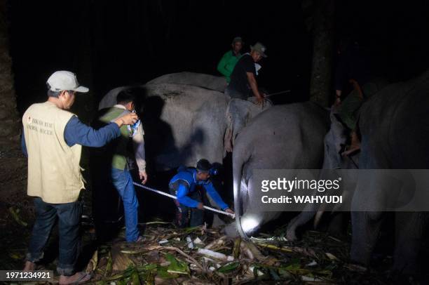This picture taken on January 30 shows members of the Riau Natural Resources Conservation Center using trained elephants to capture a wild male...
