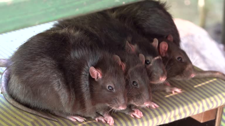 4 Rats Together Four brown rats huddle together for warmth on a shelf 동영상 (1971317984 ...