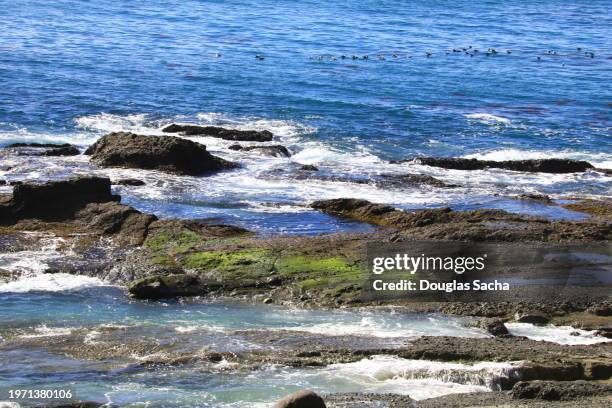 coastal rock pools from low tide - treasure island california stock pictures, royalty-free photos & images