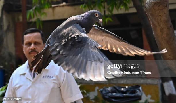 Chief Medical Supritendent Colonel Dr B B Kulkarni released the detained pigeon after getting clearance from Police dept, at BSPCA, on January 30,...