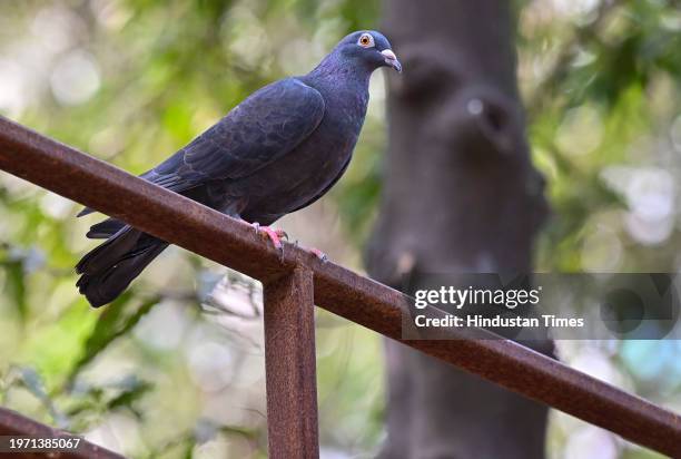 Detained pigeon released, after getting clearance from Police dept, at BSPCA, on January 30, 2024 in Mumbai, India. A pigeon held captive for eight...