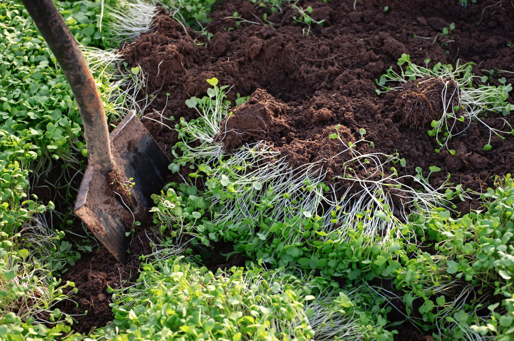 soil enrichment