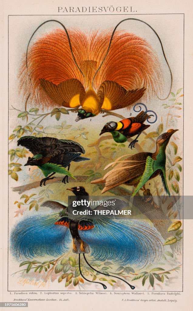 Birds of paradise chromolithograph plate from Brockhaus' Conversations-Lexikon 1898