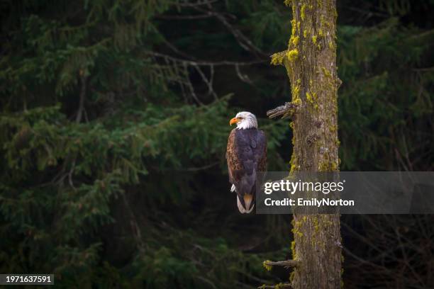 bald eagle perched on a tree branch - vancouver island trees stock pictures, royalty-free photos & images