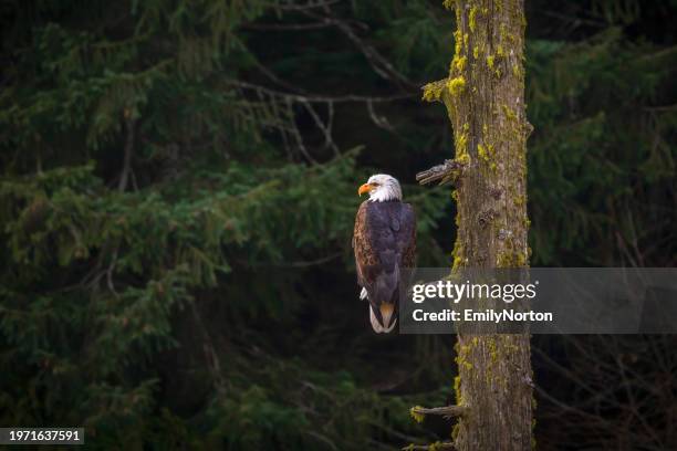 bald eagle perched on a tree branch - victoria canada stock pictures, royalty-free photos & images