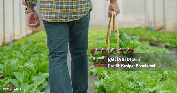 asian man walking holding carries a basket and picks vegetables on a farm, close-up basket, hydroponic farm, smart farm - agriculture training institute peshawar stock pictures, royalty-free photos & images