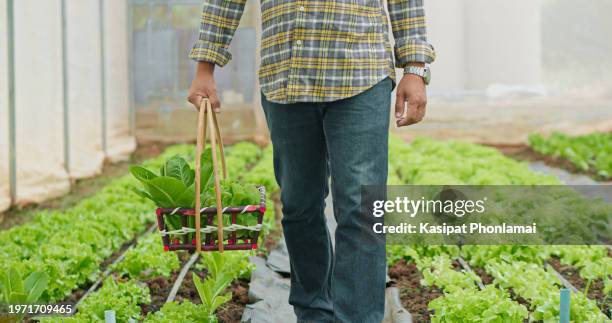 asian man walking holding carries a basket and picks vegetables on a farm, close-up basket, hydroponic farm, smart farm - agriculture training institute peshawar stock pictures, royalty-free photos & images