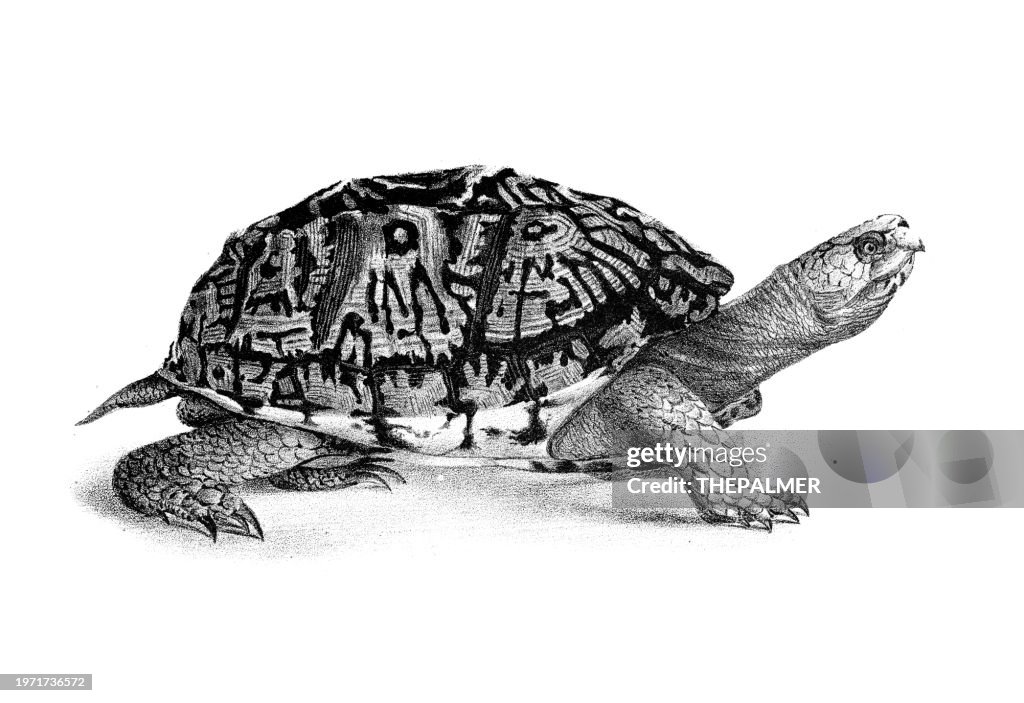 American Box Tortoise: Original Lithography from "Natural history of New York" De Kay, 1844