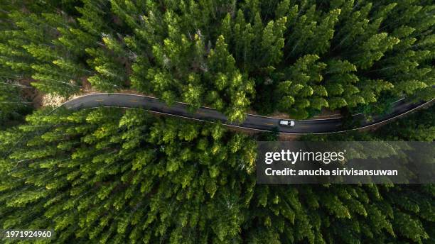 top view of road in green pine forest - väg bildbanksfoton och bilder