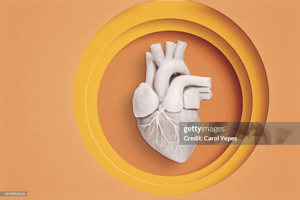 Anatomical heart made of paper