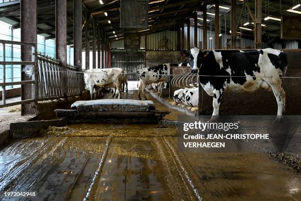 Scraping robot collects the fresh manure in the stall and dumps it into the pre-pit to feed the digester of the Biolectric short circuit agricultural...