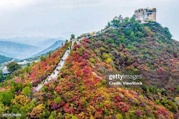 linzhou, henan beautiful autumn scenes of baijian mountain drunk tourists - chinese tallow tree stock pictures, royalty-free photos & images
